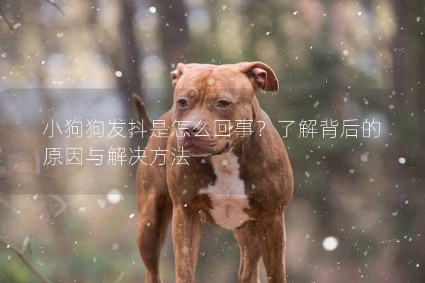 小狗狗發抖是怎么回事？了解背后的原因與解決方法
