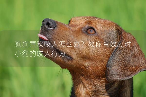 狗狗喜歡咬人怎么辦？教你有效應對小狗的咬人行為