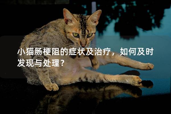 小貓腸梗阻的癥狀及治療，如何及時發現與處理？