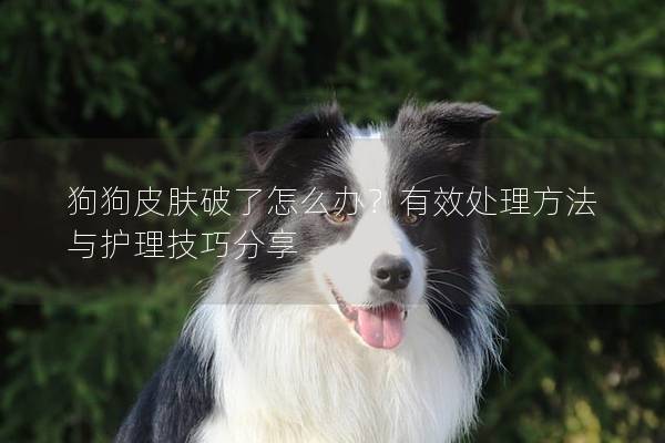 狗狗皮膚破了怎么辦？有效處理方法與護(hù)理技巧分享
