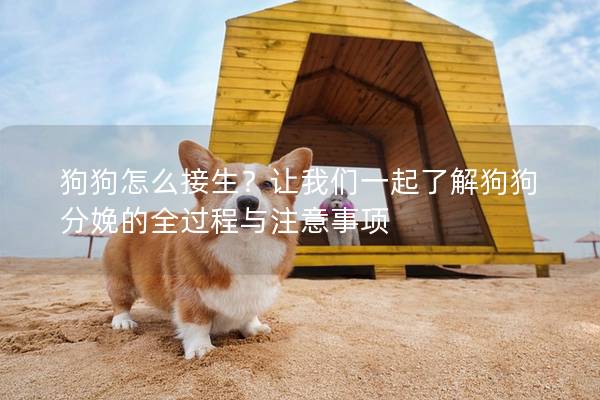 狗狗怎么接生？讓我們一起了解狗狗分娩的全過程與注意事項