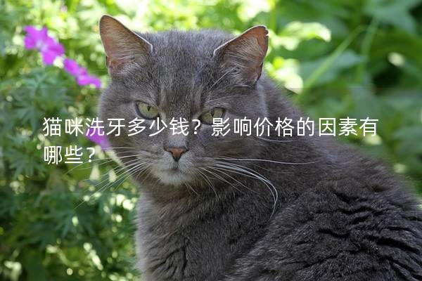 貓咪洗牙多少錢？影響價格的因素有哪些？