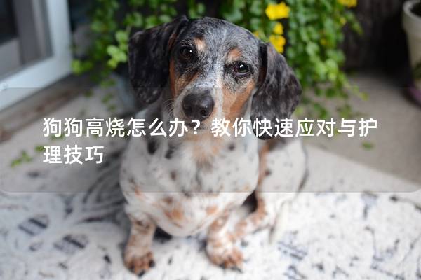 狗狗高燒怎么辦？教你快速應對與護理技巧