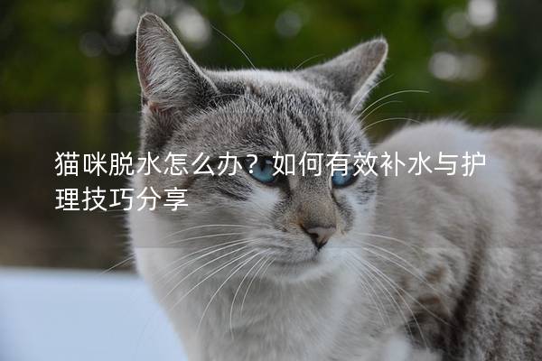 貓咪脫水怎么辦？如何有效補(bǔ)水與護(hù)理技巧分享