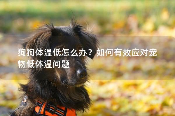 狗狗體溫低怎么辦？如何有效應(yīng)對寵物低體溫問題