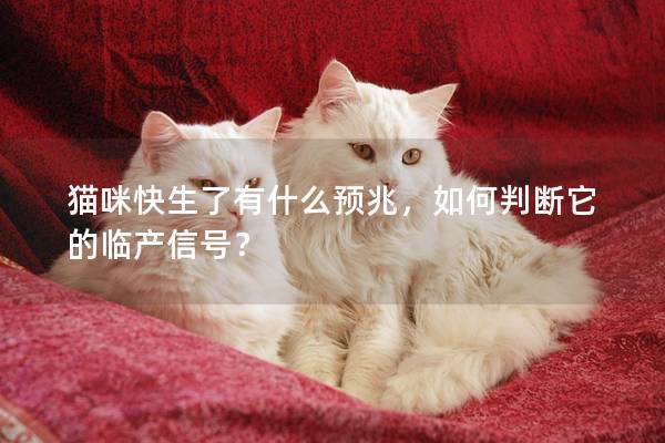 貓咪快生了有什么預兆，如何判斷它的臨產信號？