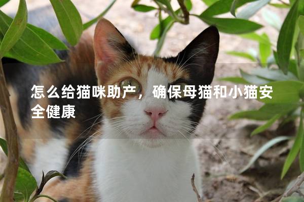怎么給貓咪助產(chǎn)，確保母貓和小貓安全健康