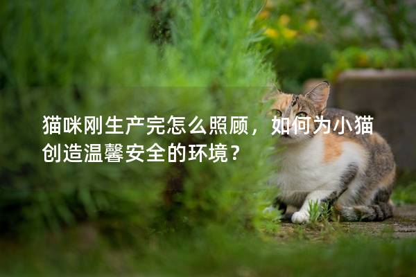 貓咪剛生產完怎么照顧，如何為小貓創造溫馨安全的環境？