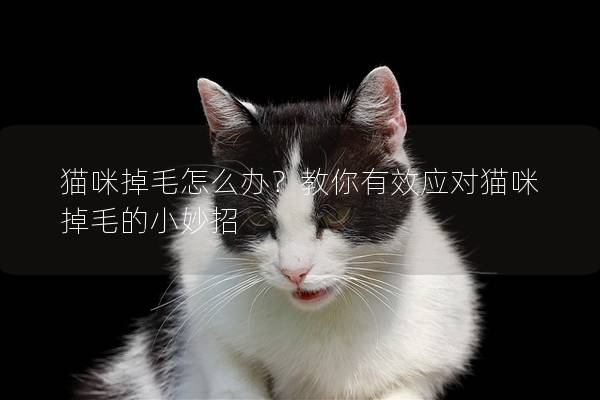 貓咪掉毛怎么辦？教你有效應(yīng)對(duì)貓咪掉毛的小妙招