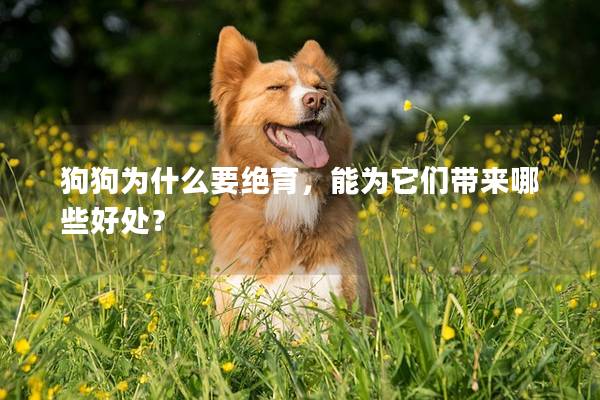 狗狗為什么要絕育，能為它們帶來(lái)哪些好處？