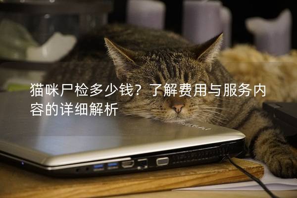 貓咪尸檢多少錢？了解費用與服務內容的詳細解析