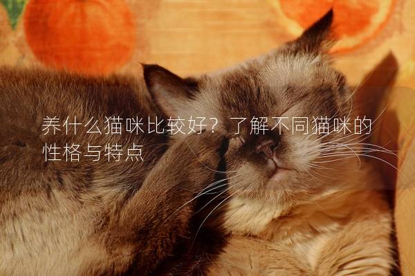 養什么貓咪比較好？了解不同貓咪的性格與特點