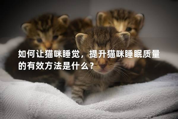 如何讓貓咪睡覺，提升貓咪睡眠質(zhì)量的有效方法是什么？