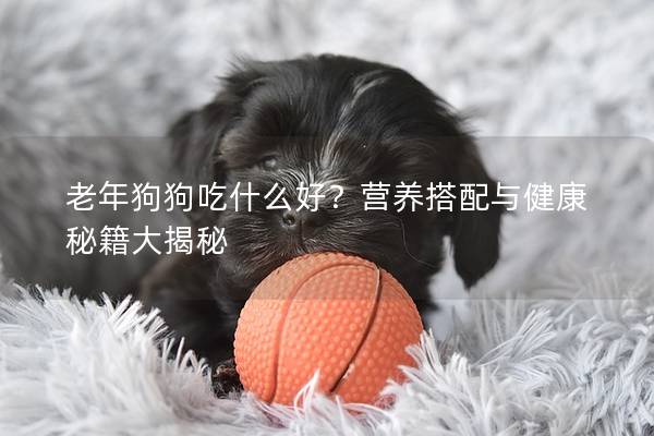 老年狗狗吃什么好？營養搭配與健康秘籍大揭秘