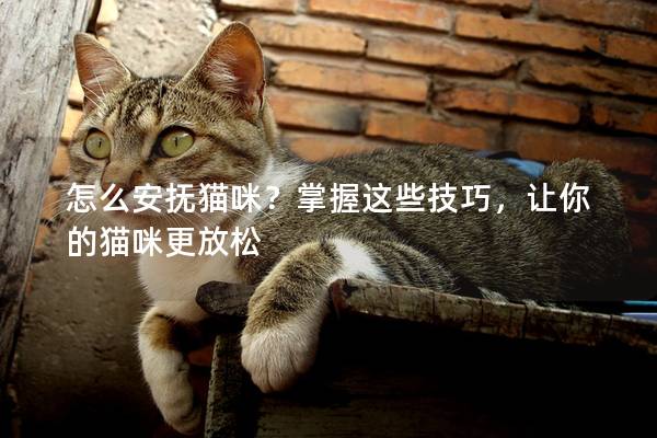 怎么安撫貓咪？掌握這些技巧，讓你的貓咪更放松