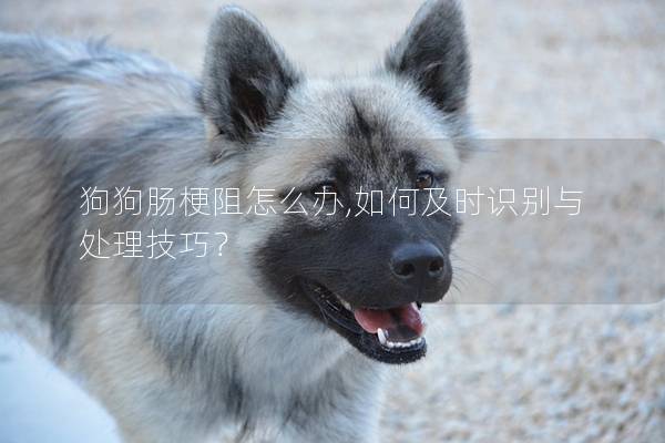 狗狗腸梗阻怎么辦,如何及時(shí)識別與處理技巧？