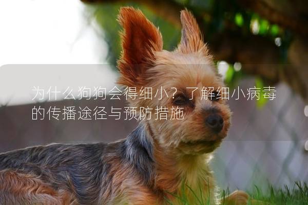 為什么狗狗會得細小？了解細小病毒的傳播途徑與預防措施