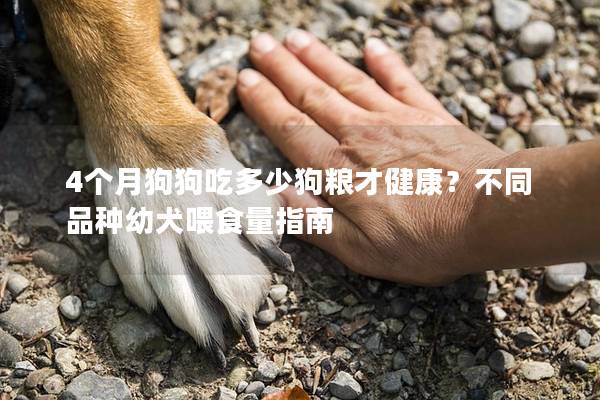 4個月狗狗吃多少狗糧才健康？不同品種幼犬喂食量指南
