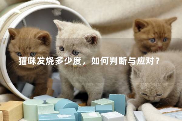 貓咪發(fā)燒多少度，如何判斷與應(yīng)對(duì)？