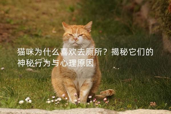 貓咪為什么喜歡去廁所？揭秘它們的神秘行為與心理原因