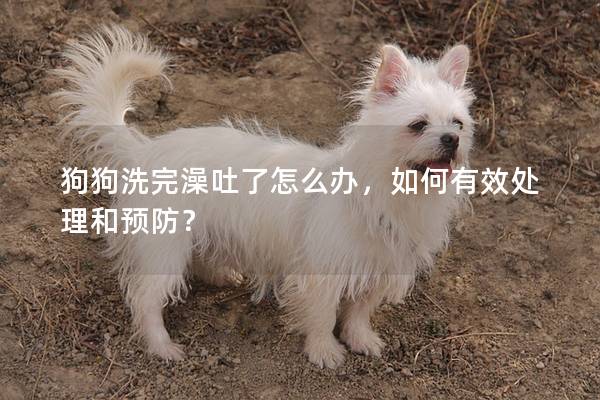 狗狗洗完澡吐了怎么辦，如何有效處理和預防？