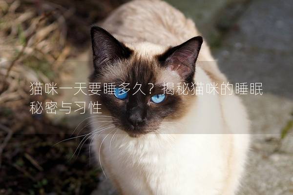 貓咪一天要睡多久？揭秘貓咪的睡眠秘密與習(xí)性