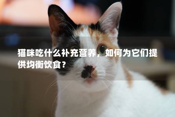 貓咪吃什么補充營養(yǎng)，如何為它們提供均衡飲食？