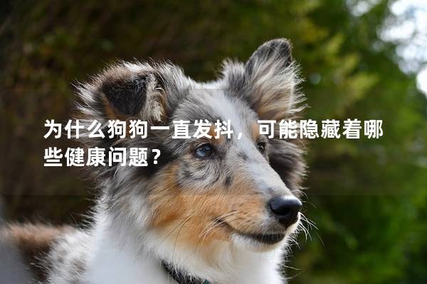 為什么狗狗一直發抖，可能隱藏著哪些健康問題？