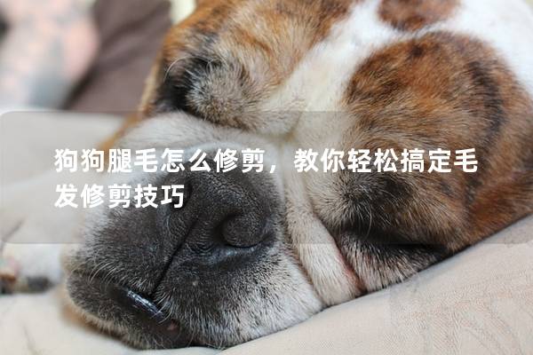 狗狗腿毛怎么修剪，教你輕松搞定毛發修剪技巧