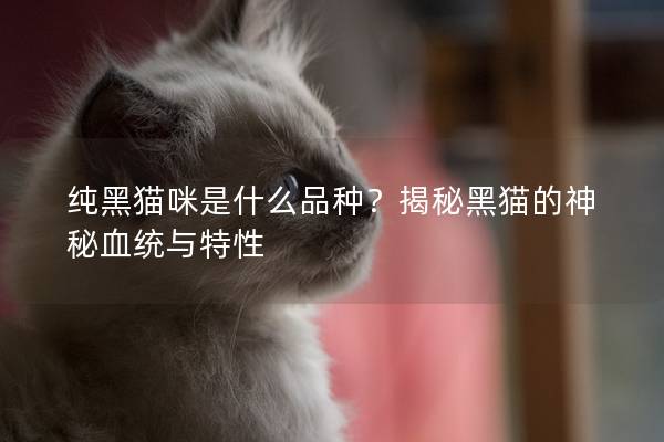純黑貓咪是什么品種？揭秘黑貓的神秘血統與特性