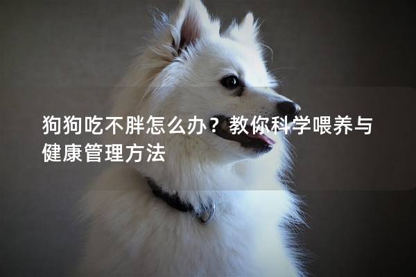 狗狗吃不胖怎么辦?教你科學喂養與健康管理方法 狗狗吃不胖怎么辦?教你科學喂養與健康管理方法