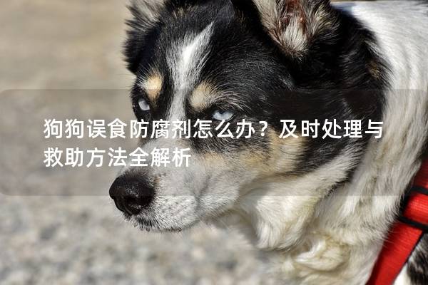 狗狗誤食防腐劑怎么辦?及時處理與救助方法全解析 狗狗誤食防腐劑怎么辦?及時處理與救助方法全解析