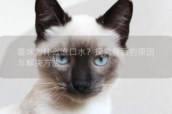 貓咪為什么流口水？探究背后的原因與解決方法