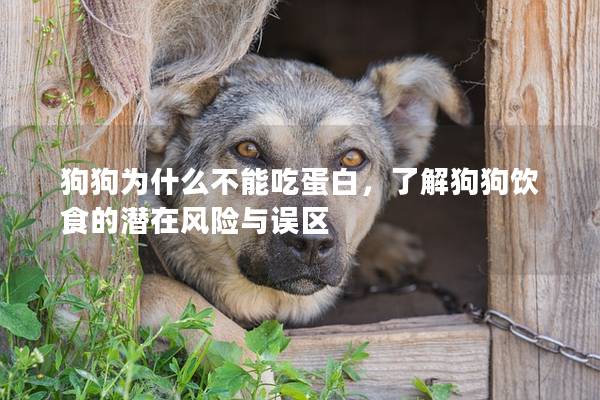 狗狗為什么不能吃蛋白，了解狗狗飲食的潛在風險與誤區