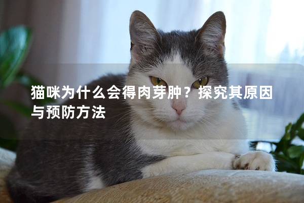 貓咪為什么會得肉芽腫？探究其原因與預防方法