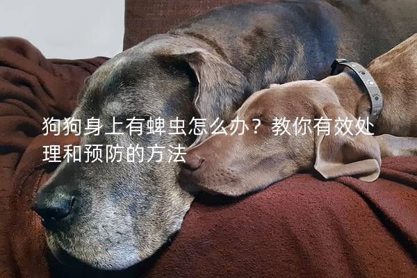 狗狗身上有蜱蟲怎么辦？教你有效處理和預防的方法