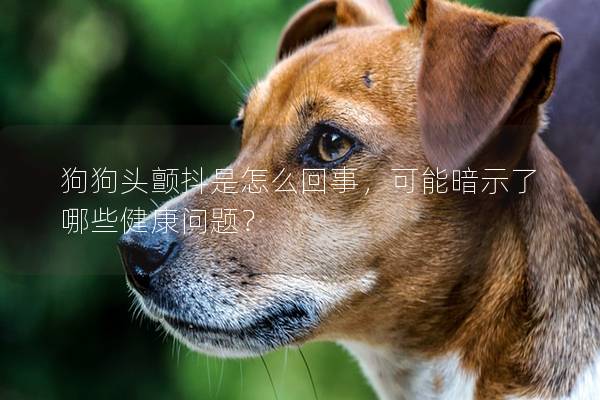 狗狗頭顫抖是怎么回事，可能暗示了哪些健康問題？