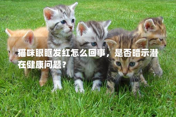 貓咪眼眶發紅怎么回事，是否暗示潛在健康問題？