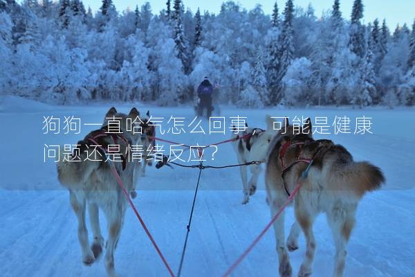 狗狗一直哈氣怎么回事，可能是健康問題還是情緒反應(yīng)？