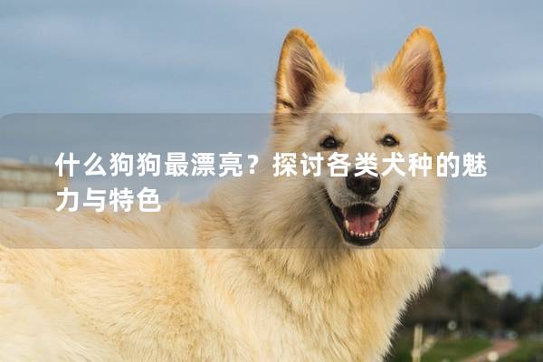 什么狗狗最漂亮？探討各類犬種的魅力與特色