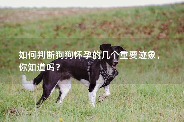 如何判斷狗狗懷孕的幾個重要跡象，你知道嗎？