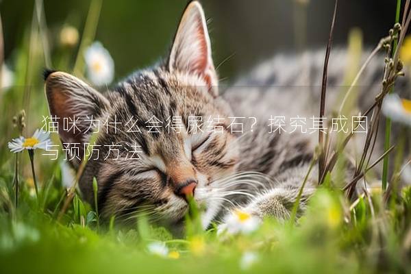 貓咪為什么會得尿結石？探究其成因與預防方法