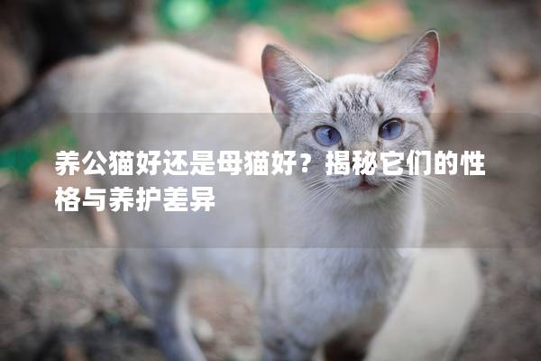 養(yǎng)公貓好還是母貓好?揭秘它們的性格與養(yǎng)護(hù)差異 養(yǎng)公貓好還是母貓好?揭秘它們的性格與養(yǎng)護(hù)差異