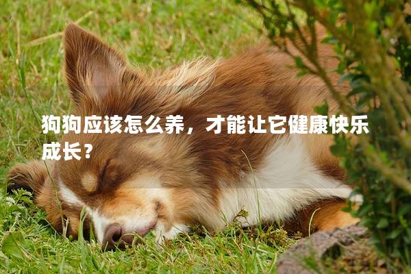 狗狗應該怎么養，才能讓它健康快樂成長？