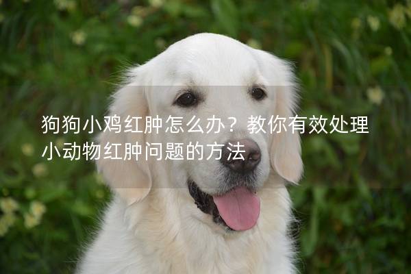 狗狗小雞紅腫怎么辦？教你有效處理小動(dòng)物紅腫問題的方法