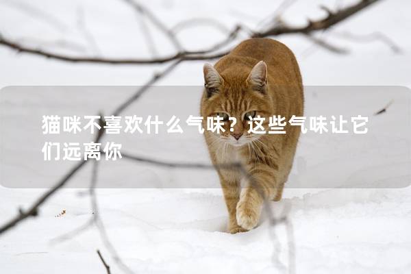 貓咪不喜歡什么氣味？這些氣味讓它們遠離你