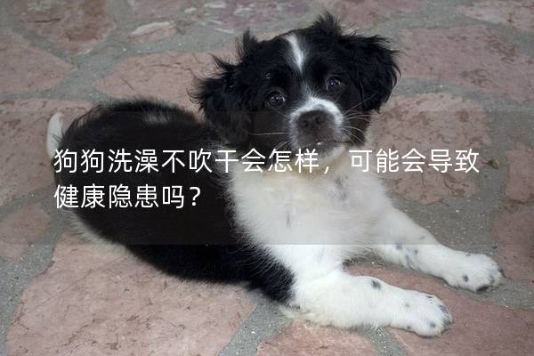 狗狗洗澡不吹干會(huì)怎樣，可能會(huì)導(dǎo)致健康隱患嗎？