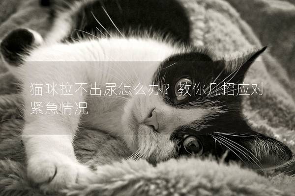 貓咪拉不出尿怎么辦？教你幾招應(yīng)對(duì)緊急情況