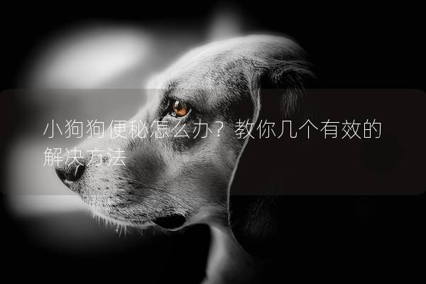 小狗狗便秘怎么辦？教你幾個有效的解決方法