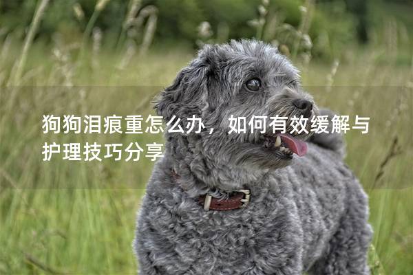 狗狗淚痕重怎么辦，如何有效緩解與護理技巧分享